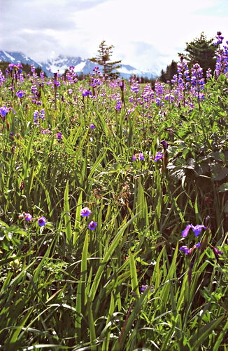  flower plant geranium plant iris plant lupine