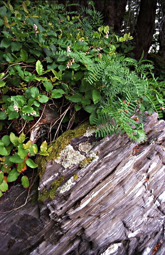 rock woods floor plant fern