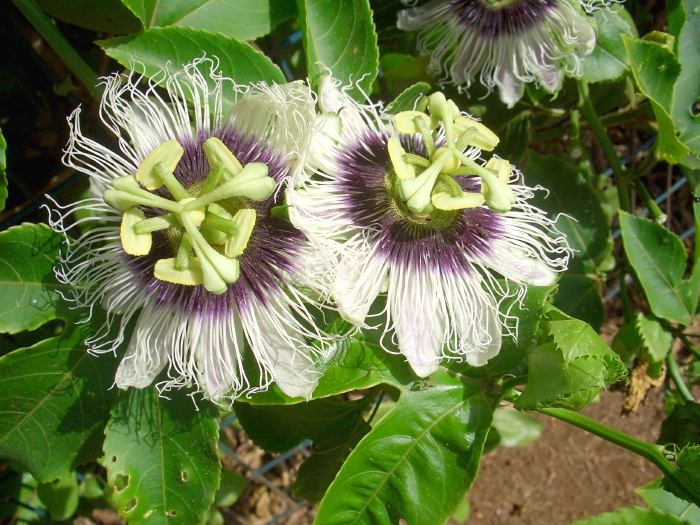  flower plant passionflower