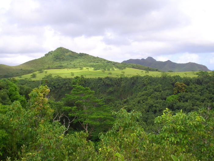 woods field mountain