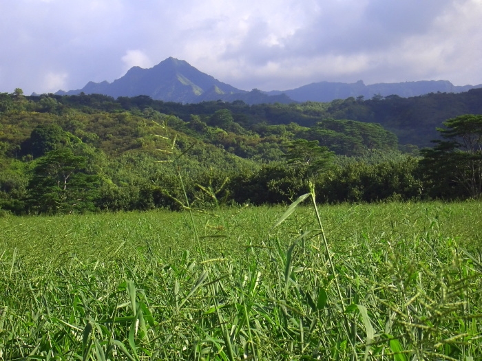 field mountain