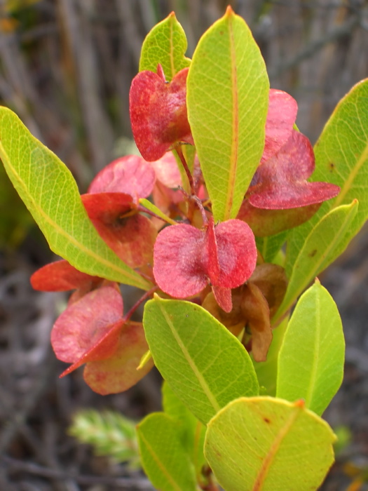  flower leaf seed pod plant dodonea