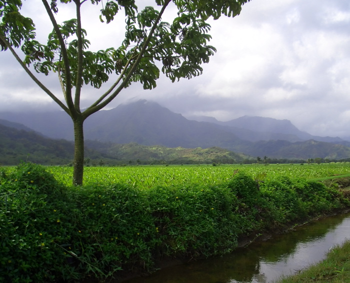 field mountain agriculture plant taro