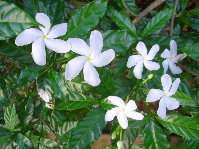  flower plant frangipani