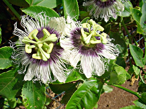  flower plant passionflower