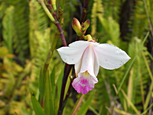  flower plant orchid