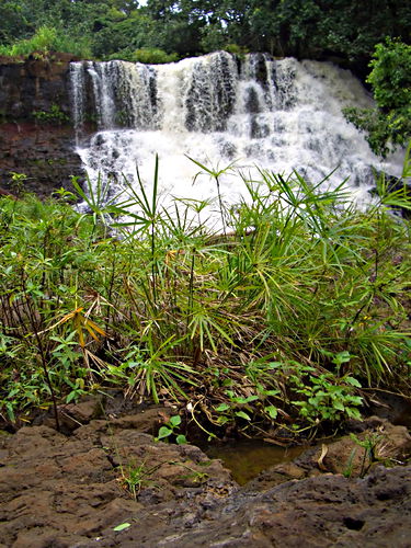 waterfall plant papyrus
