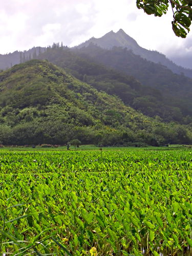field mountain agriculture plant taro