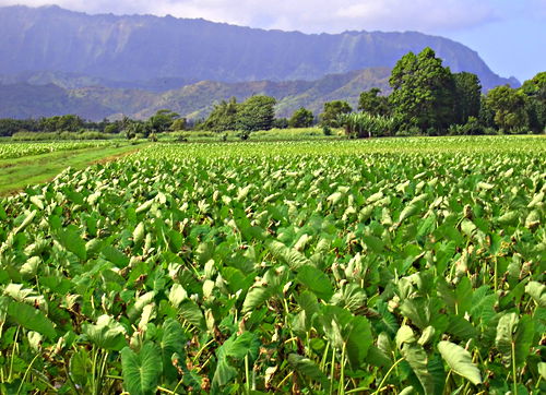 mountain field agriculture plant taro