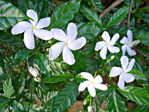  flower plant frangipani