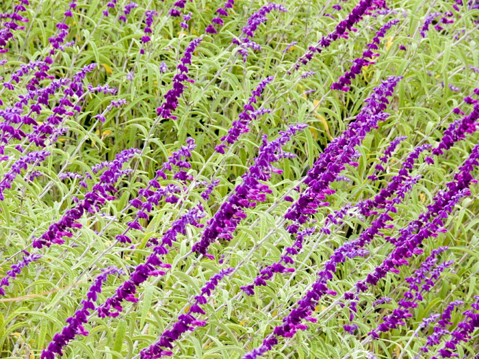  flower plant sage