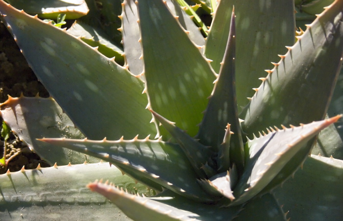 garden leaf plant succulent aloe