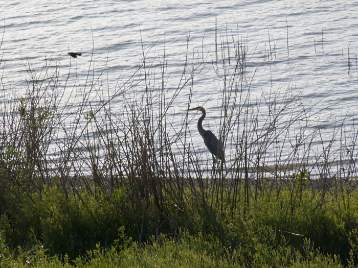 lake bird egret plant grass