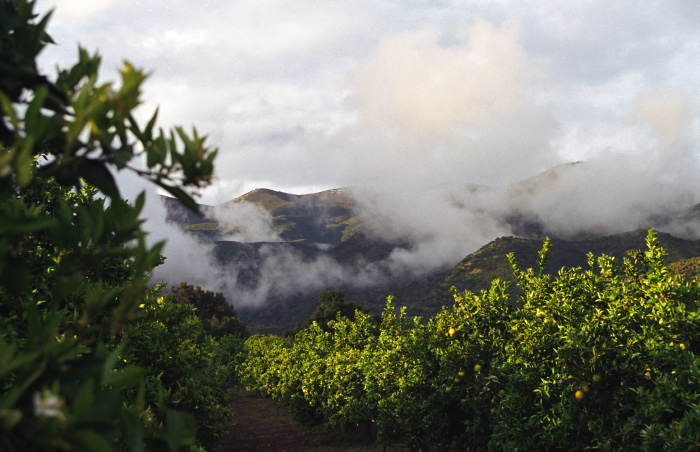 sunset orchard mountain clouds plant citrus