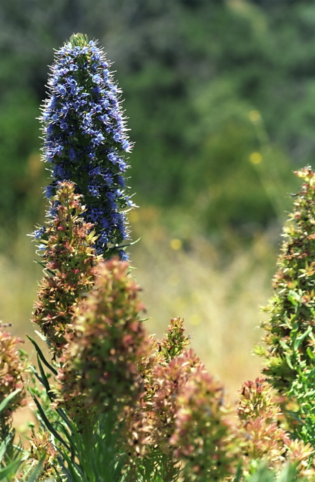 garden dry flower plant borage