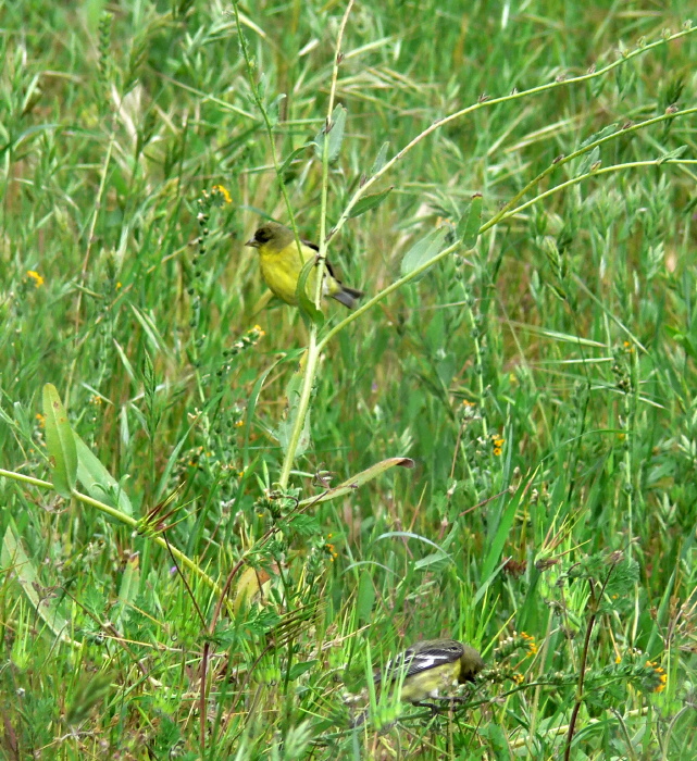 field bird finch