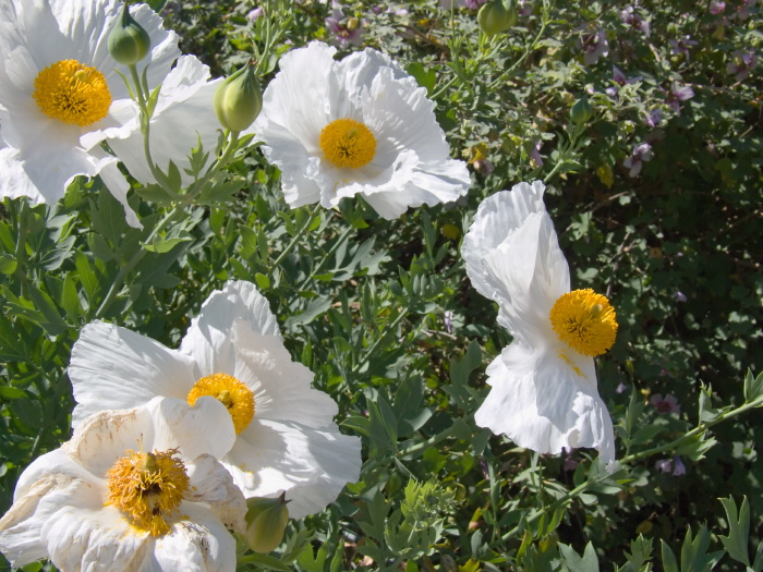 garden flower plant matilija poppy