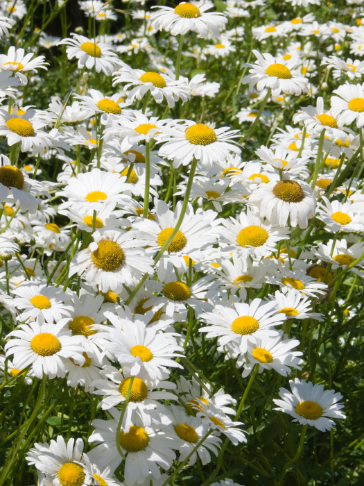 garden flower plant daisy