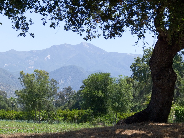 mountain field