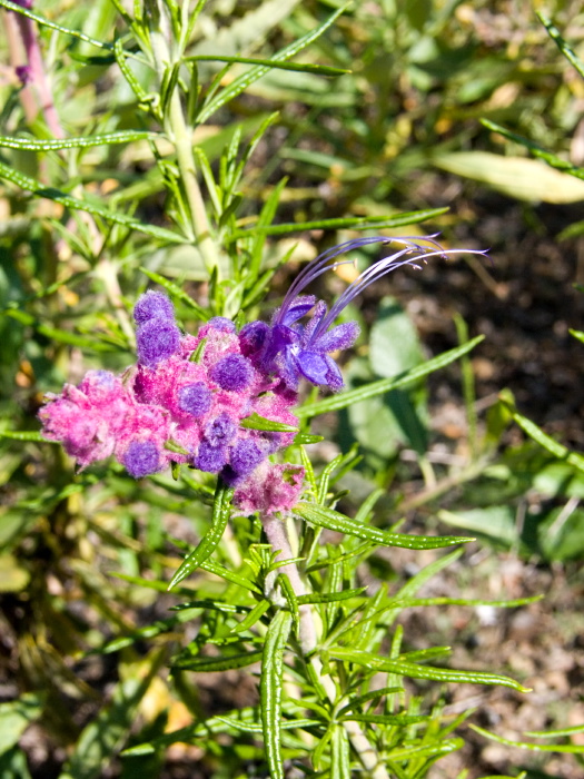  flower plant wooly bluecurls