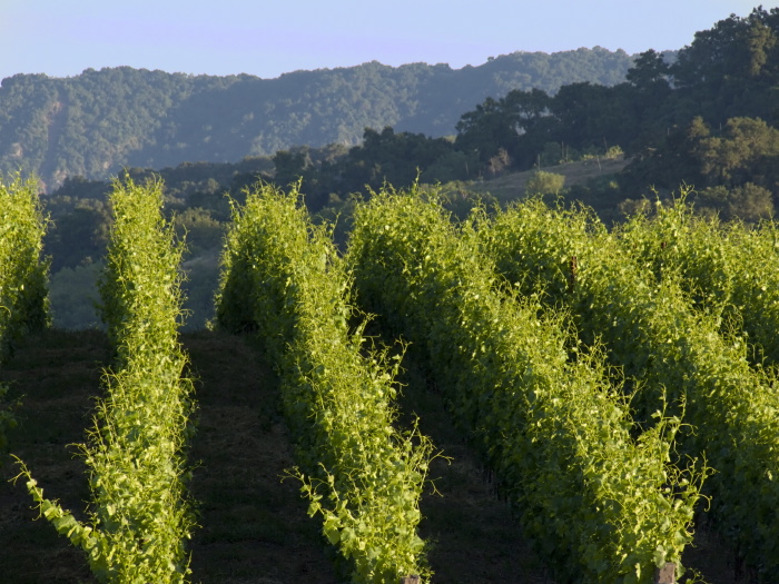 orchard field plant grapevine