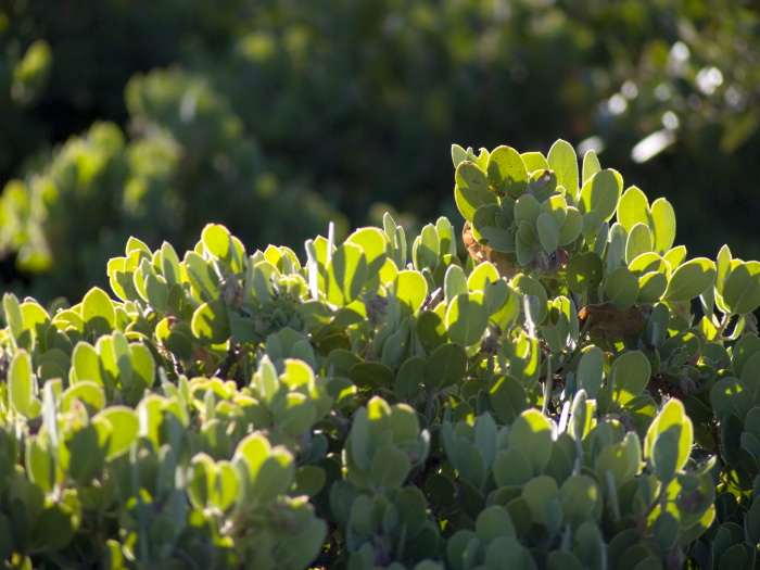  leaf plant manzanita