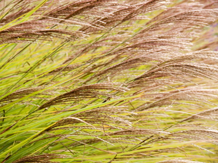  plant grass