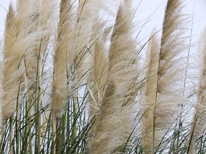  plant grass pampas grass