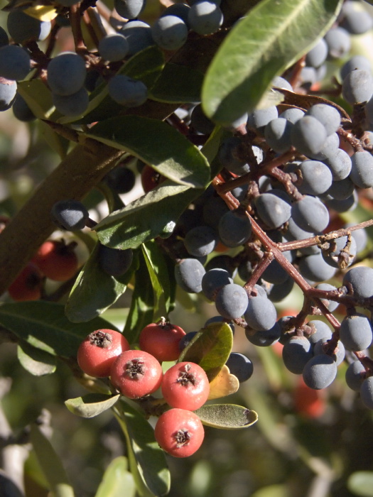 garden berry plant pyracantha plant sambucus