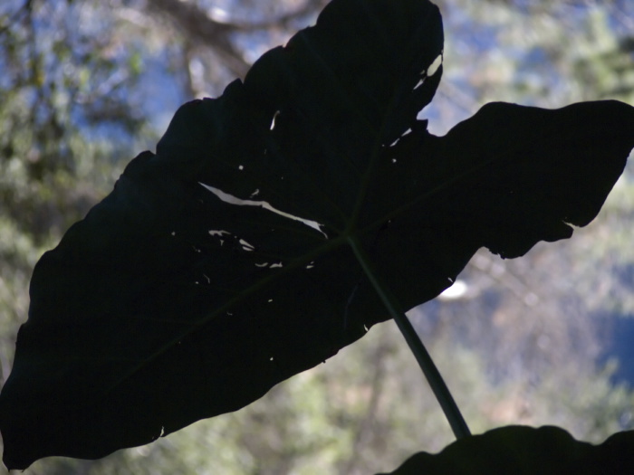 garden leaf plant waterplant