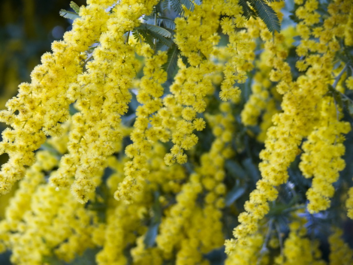  flower plant acacia