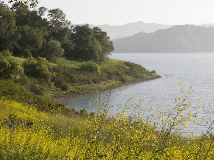 lake plant grass plant mustard