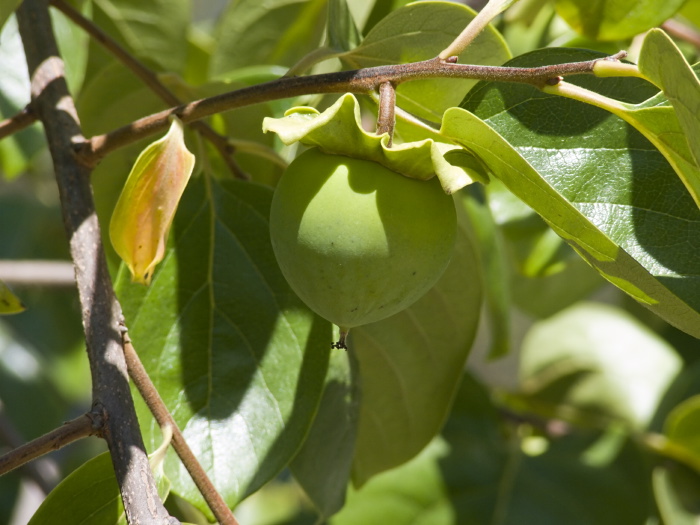  fruit plant persimmon