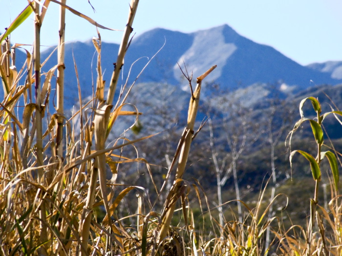 mountain dry plant reed