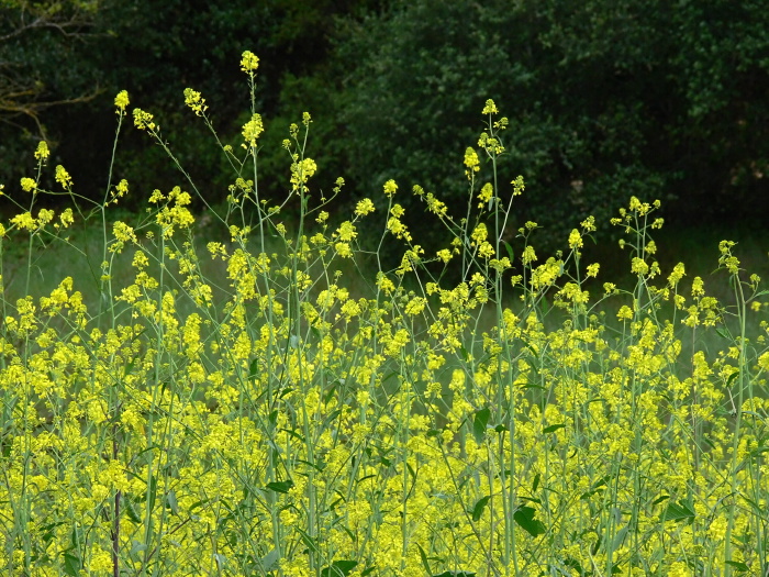 field plant mustard