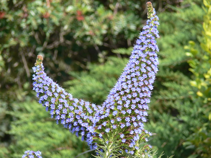 garden flower plant borage