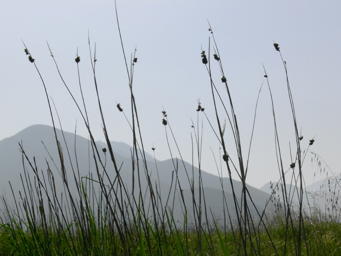 silhouette mountain plant grass