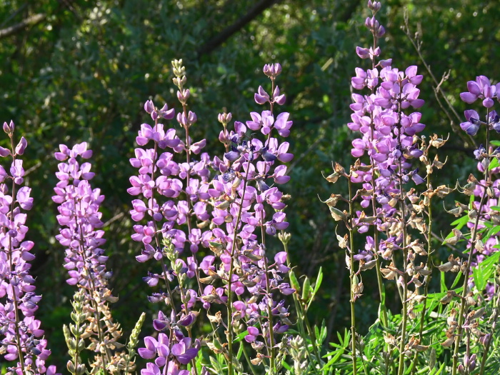 woods flower plant lupine