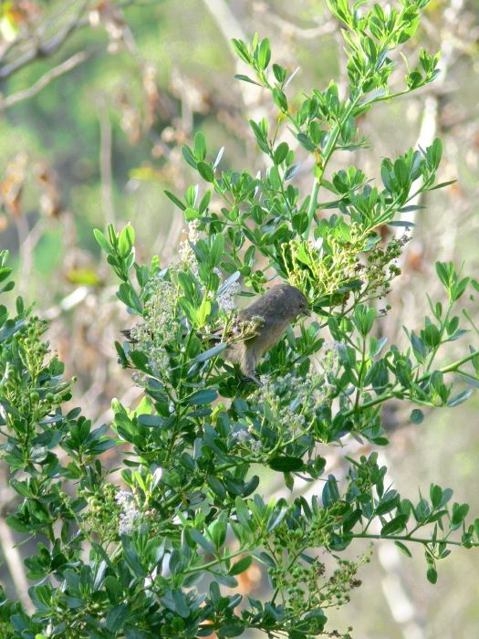 woods bird plant ceanothus