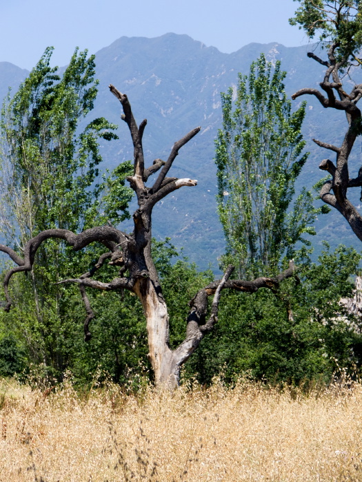 mountain field