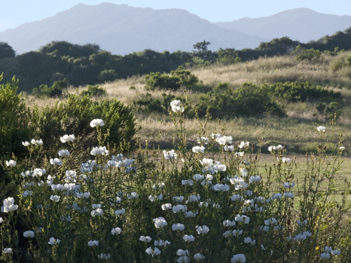 field mountain flower plant matilija poppy