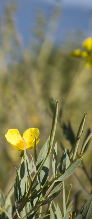  flower plant wallflower