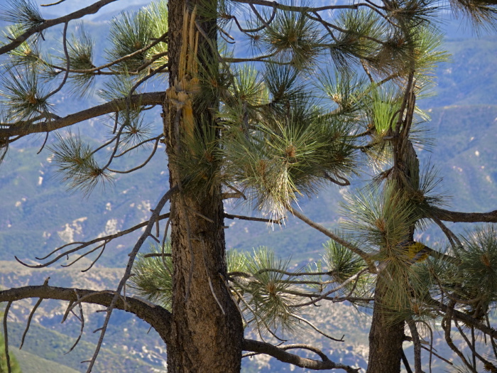 silhouette bark leaf plant pine