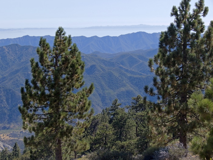 mountain woods plant pine