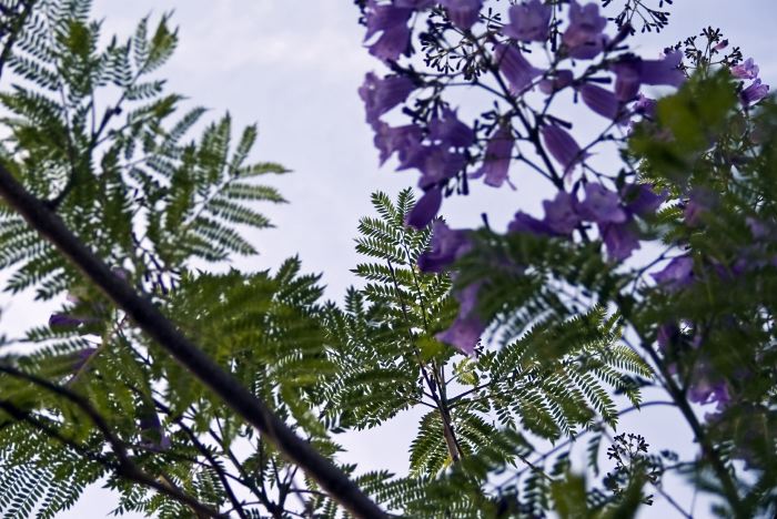  flower leaf plant jacaranda