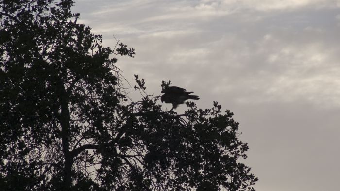 silhouette bird plant live oak