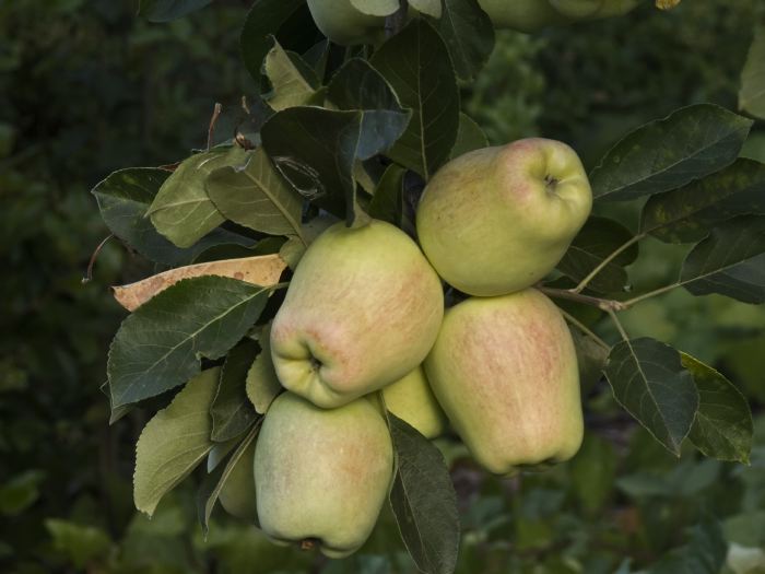  fruit plant apple
