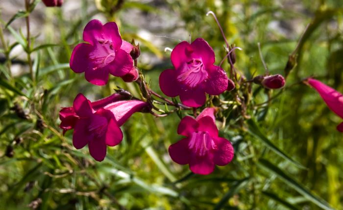 garden flower plant penstemon