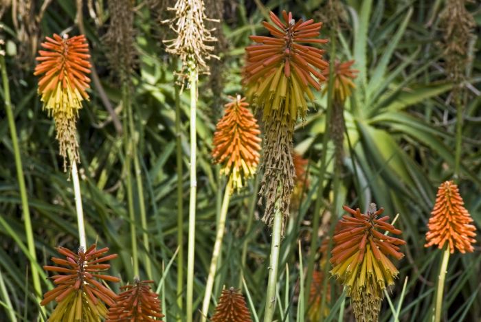 garden flower plant succulent aloe