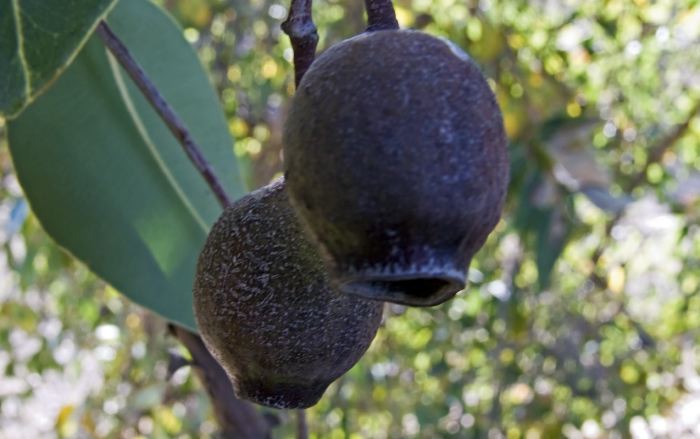 garden seed pod plant eucalyptus